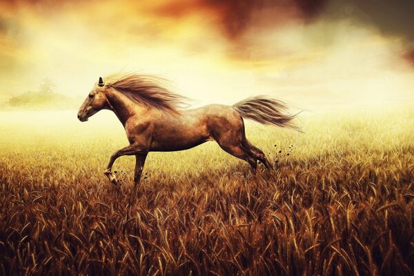 Horse running in the field