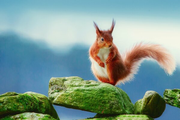 Scoiattolo, scoiattolo, noci, piccolo scoiattolo rosso in natura