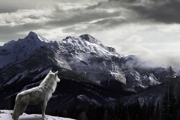 Loup solitaire sur fond de montagne