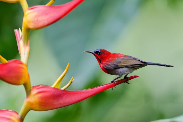 Foto de un pájaro con un color brillante en una flor