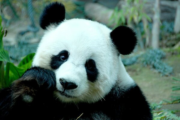 Panda pensif au premier plan