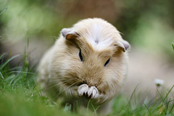 Photo of a guinea pig on the grass