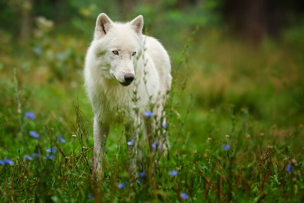 Arctic wolf on the green grass