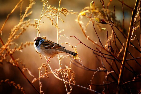 A handsome sparrow is sitting on a branch
