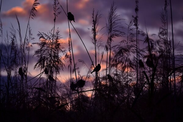 Spatzen auf Stieren bei lila Sonnenuntergang