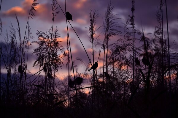 Sparrows on blades of grass in a lilac sunset