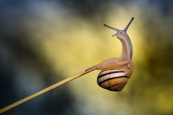 Striped snail on a twig