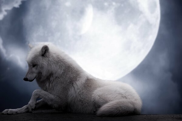 Lobo blanco a la luz de la Luna