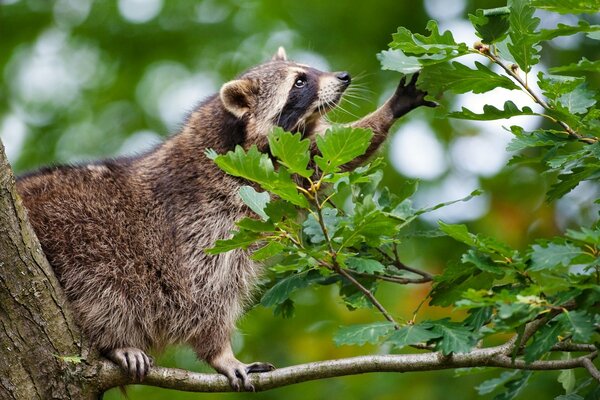 Curious raccoon on a tree branch