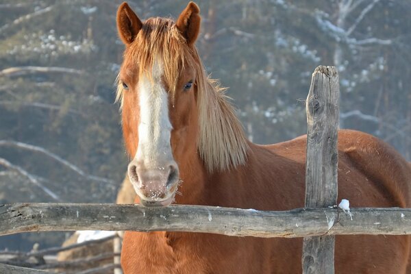 Winterfoto eines Pferdes hinter einem Zaun