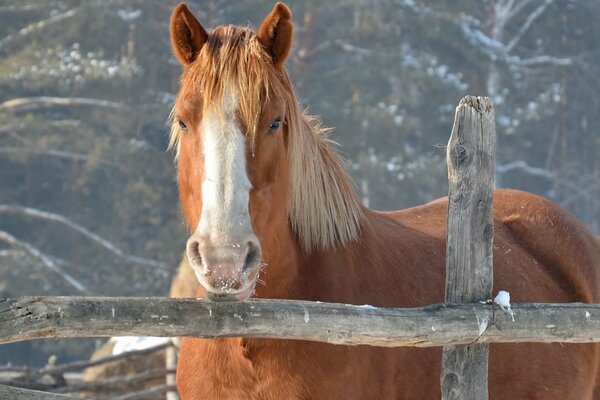 Photo d hiver du cheval derrière la clôture