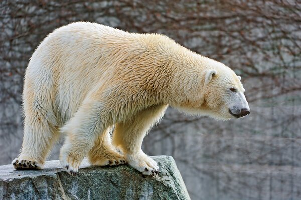 Polar bear on the cliff of Kamchatka