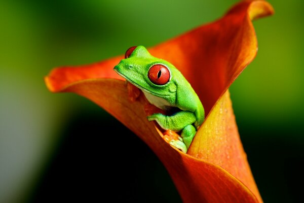 A bright green frog fit into a flower