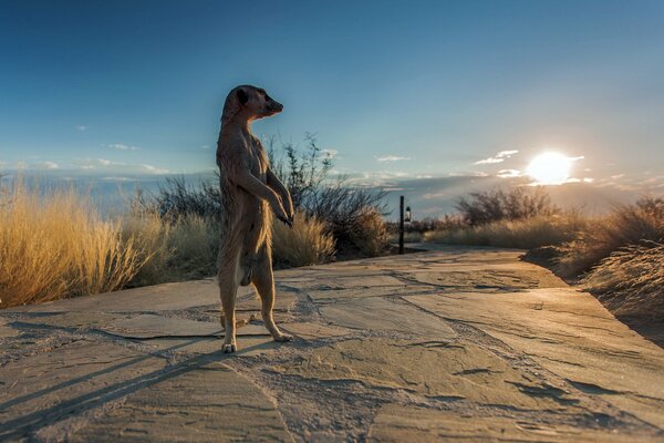 Meerkat si trova sulle zampe posteriori nel mezzo di una strada africana sabbiosa