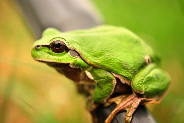 Zielona żaba o brązowych oczach
