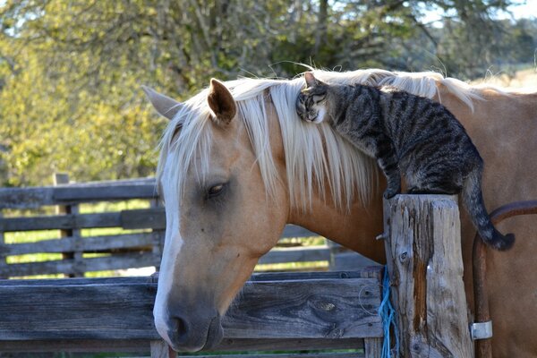 Tenderness between a horse and a cat