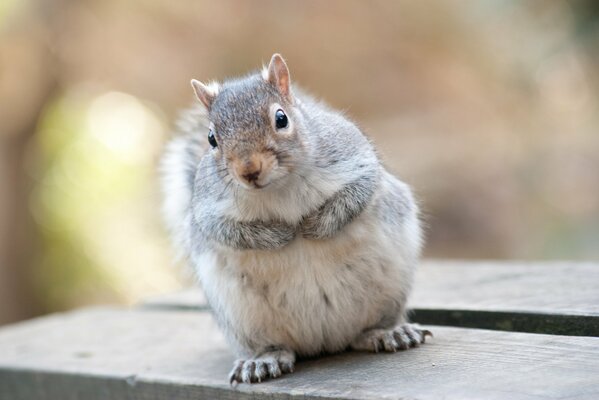 Cute pot-bellied sly squirrel