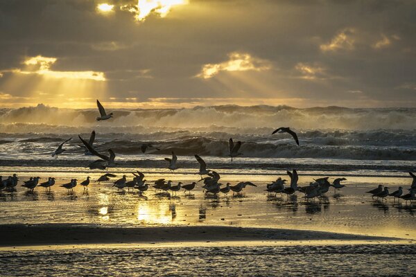 Lots of seagulls on the sea at sunset