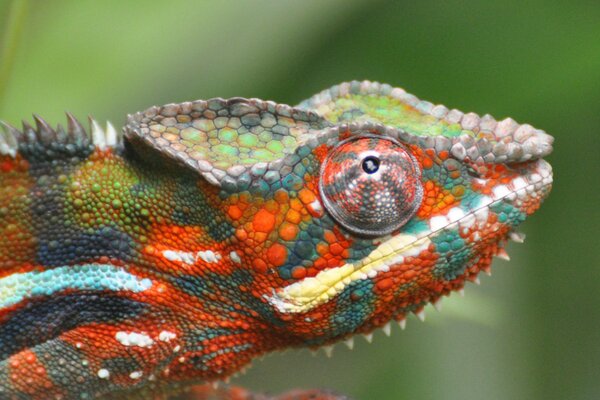 A miracle chameleon changing color