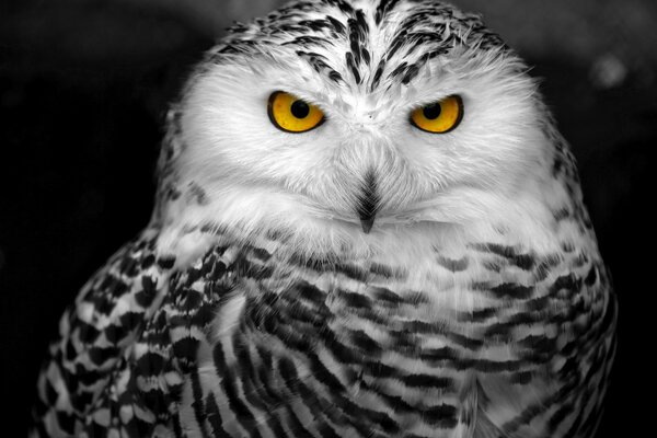 Portrait d un hibou blanc polaire