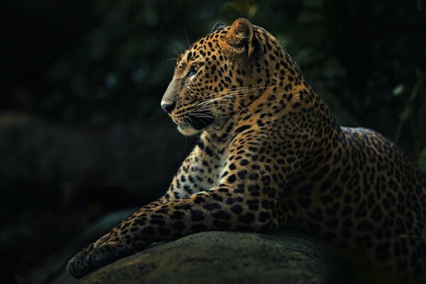 A predatory and at the same time beautiful animal - leopard