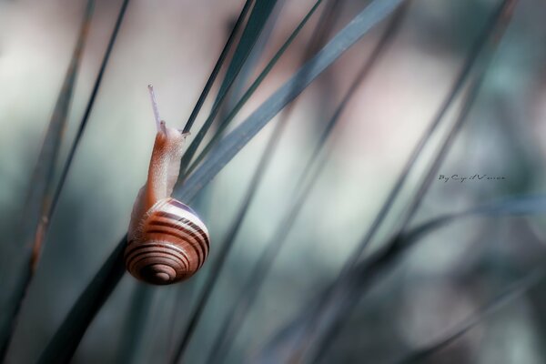 A snail crawling up a blade of grass