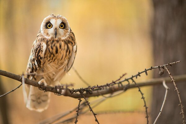 An owl is sitting on a branch