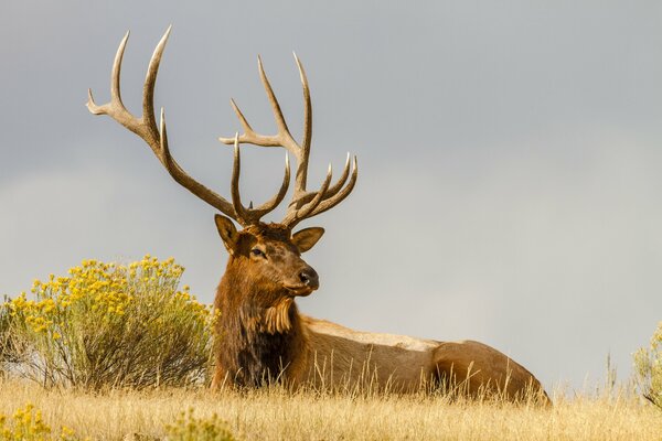 The horns of the elk are of great value