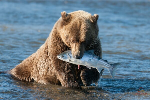 Der Braunbär hat den Lachs gefangen. der mischkin-fang