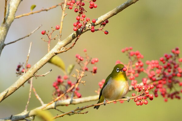 Vogel auf einem Ast mit roten Beeren