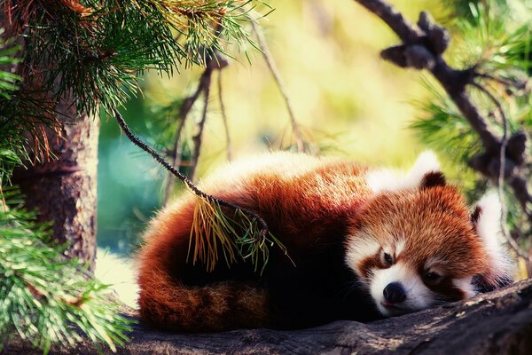 Panda rojo durmiendo en una rama en el bosque