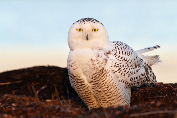 Photo d un hibou des neiges avec des yeux jaunes