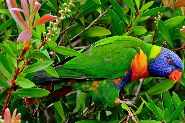 Beau cacatoès dans les forêts d Afrique