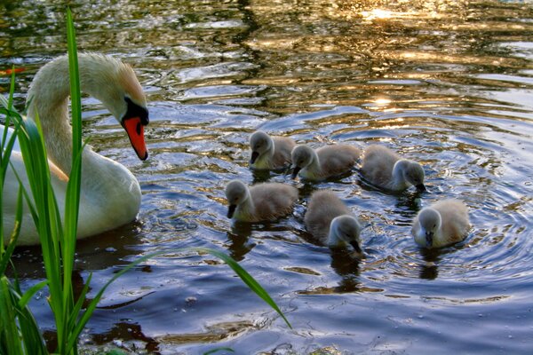 Kleine Schwäne und ihre Mutter schwimmen