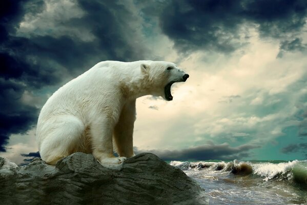 Ryczący niedźwiedź polarny siedzący na skalistym brzegu morza na tle burzowego nieba