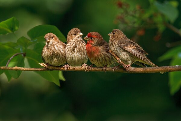 Finches on a branch. Bird Family