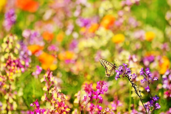 Fleurs sauvages multicolores sur fond flou