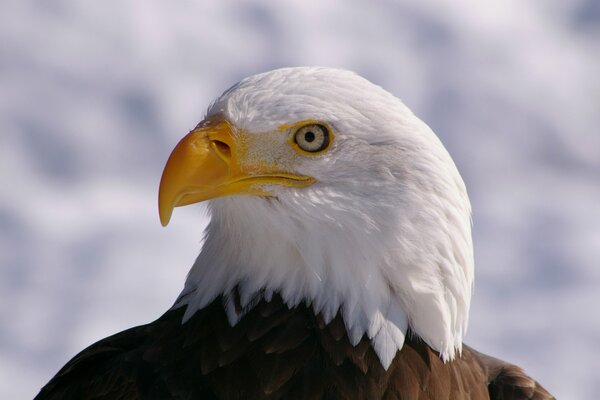 Vista de perfil del águila calva