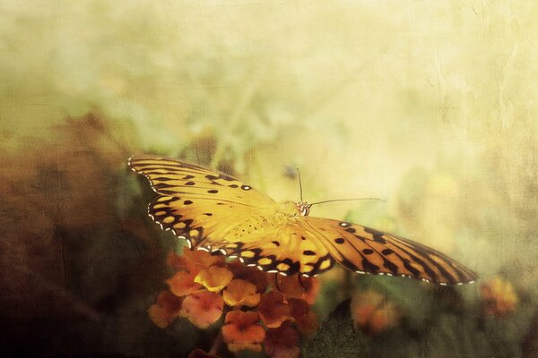 A bright butterfly on a flower