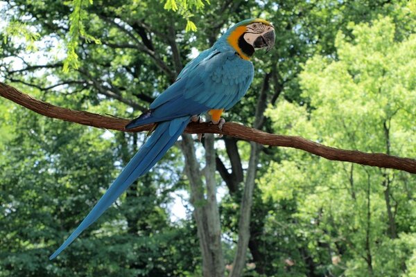 Vogel blauer Papagei Ara