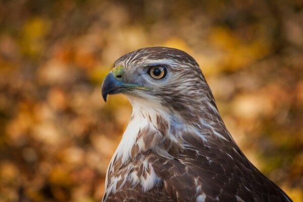 Der Blick des Vogels ist ein Falke von der Seite