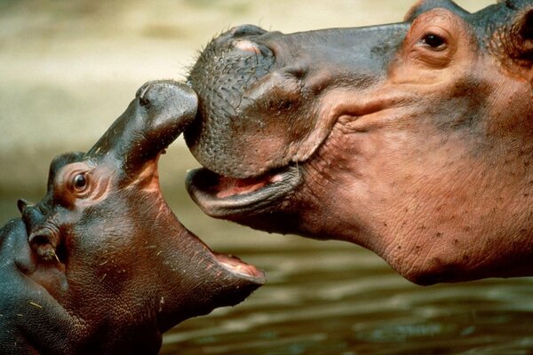 Ippopotamo, figli di ippopotamo, grandi animali