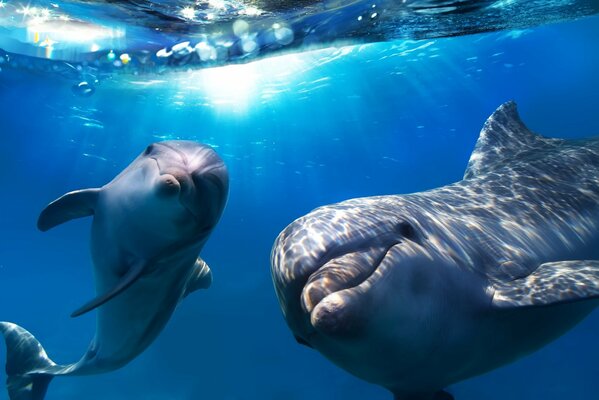 Two dolphins play in the thickness of the sea