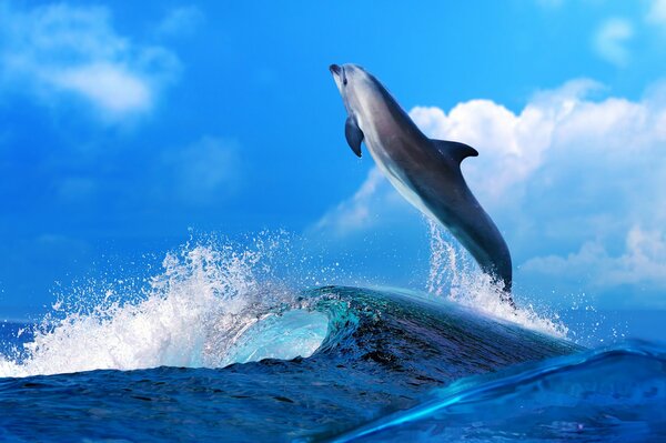 Delphin über der Meereswelle unter Spritzern