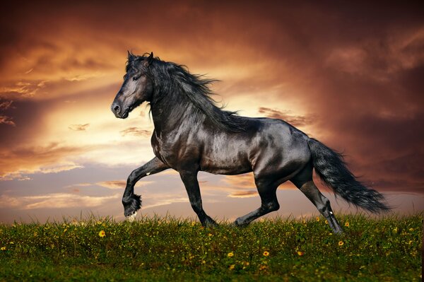 The horse sped off into the sunset on the grass