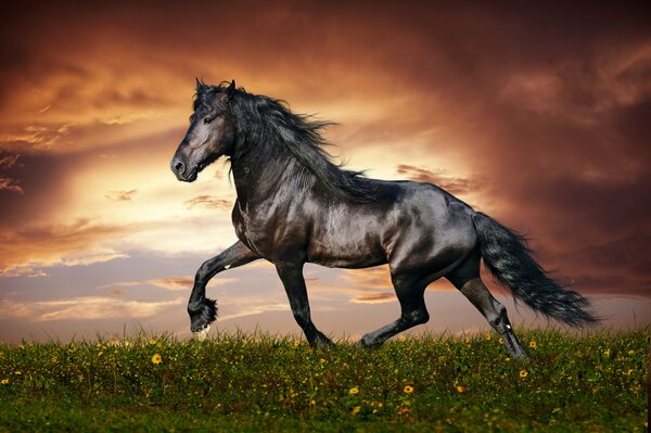 Koń ruszył w zachód słońca na trawie