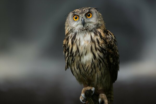 Le regard réfléchi d un hibou curieux