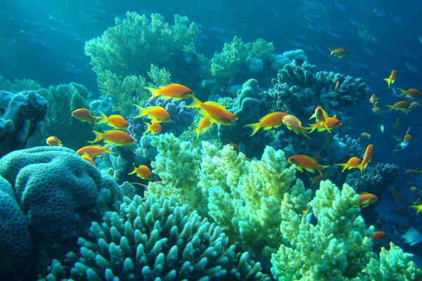 Corales bajo el agua en Egipto