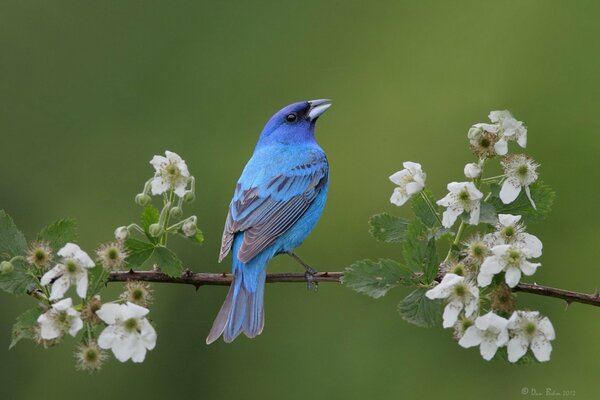 Uccello sul ramo, uccello blu, uccello nel paesaggio