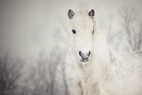 A white snow-covered horse. Snow